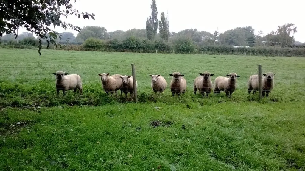 TFM Butchers (Thompsons Farm Meat) photo 2