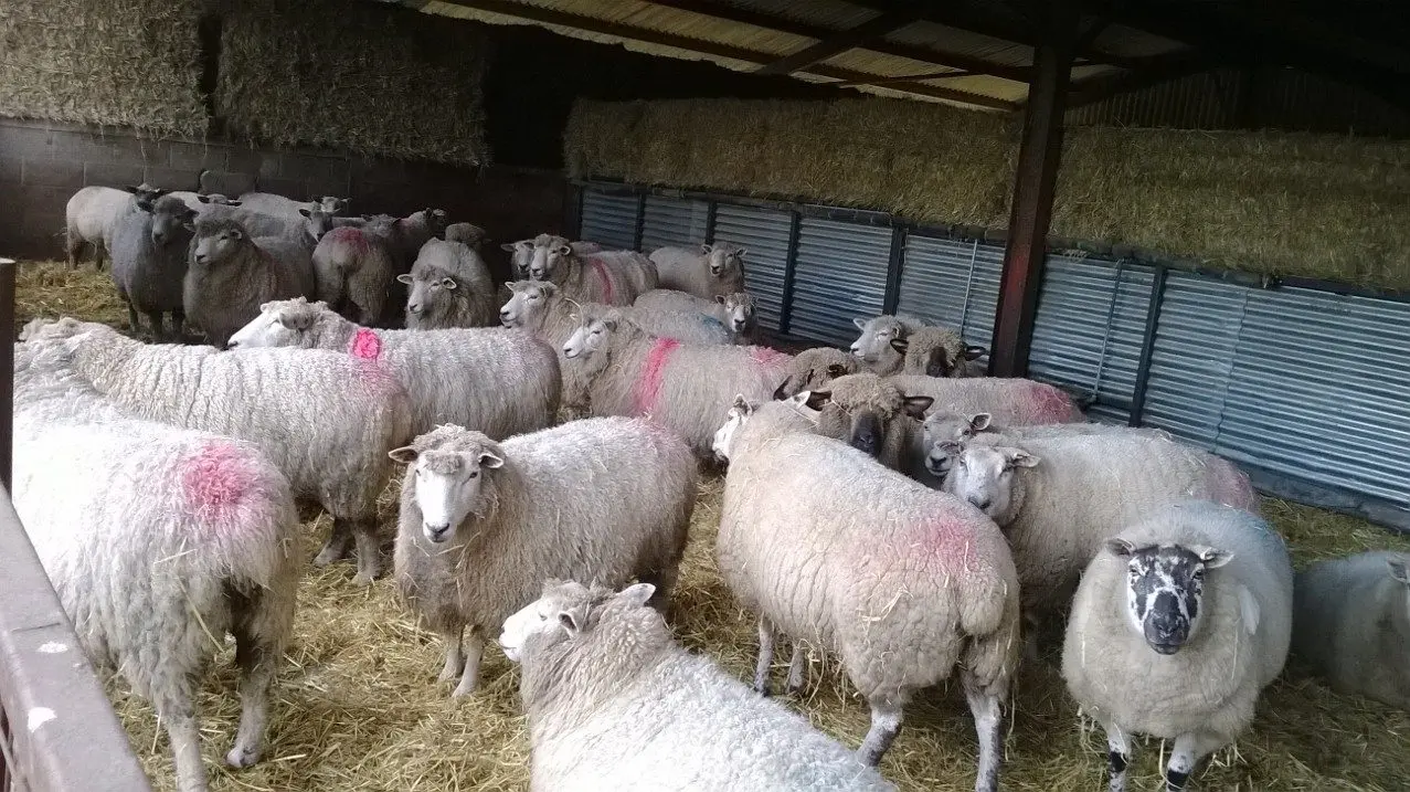 TFM Butchers (Thompsons Farm Meat) photo 3