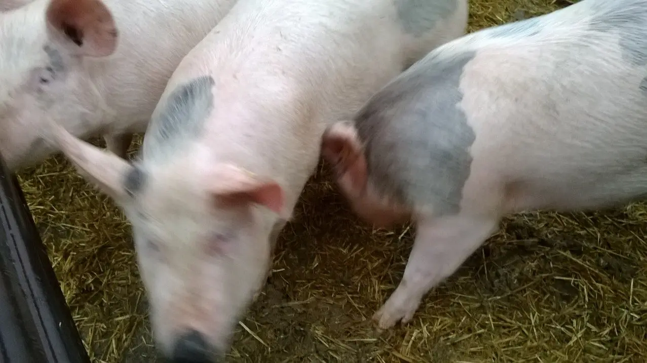 TFM Butchers (Thompsons Farm Meat) photo 4