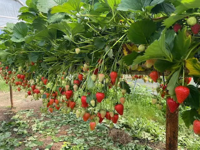 Fiveways Fruit Farm photo 1