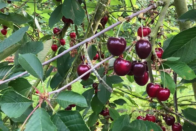 Fiveways Fruit Farm photo 2