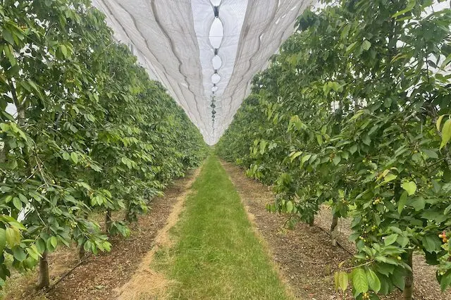 Fiveways Fruit Farm photo 3