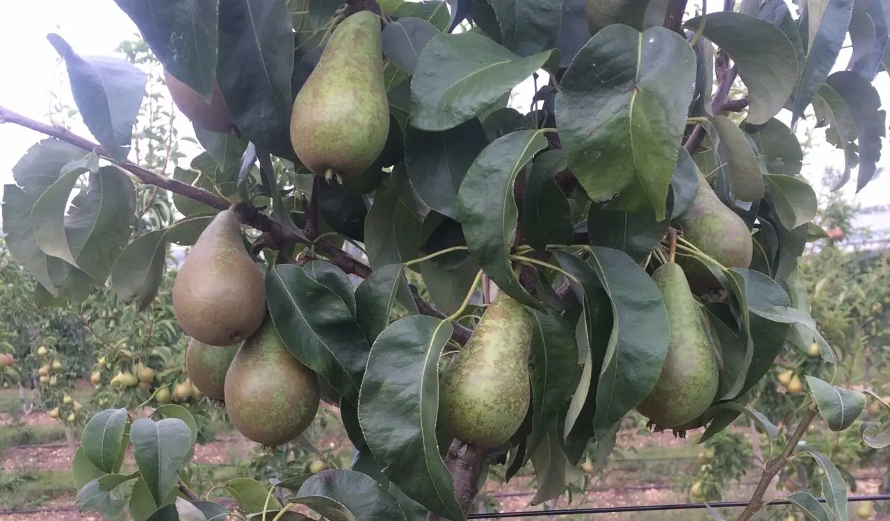 Fiveways Fruit Farm photo 4
