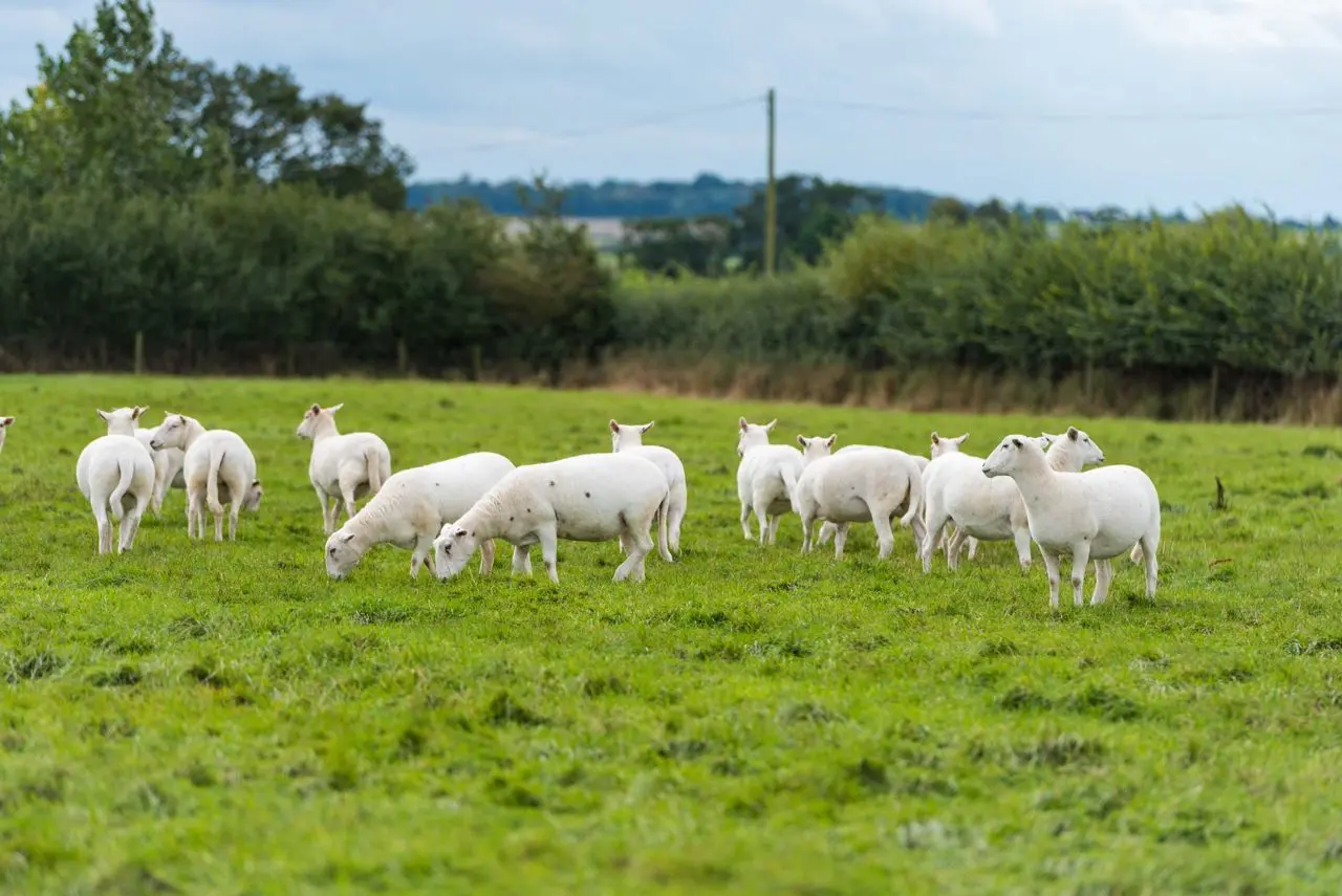 Wigborough Meats (Garr House Farm) main photo
