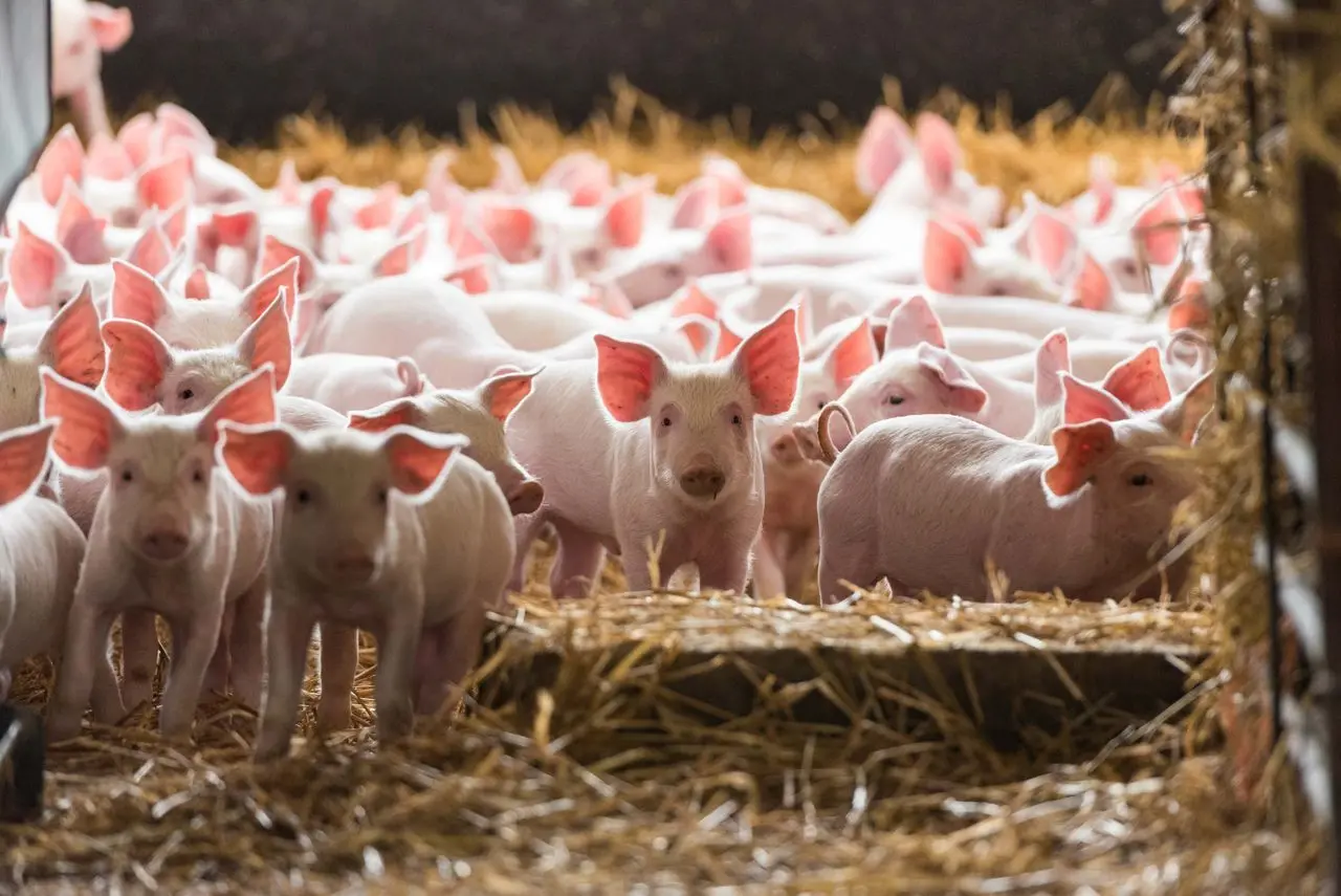 Wigborough Meats (Garr House Farm) photo 1