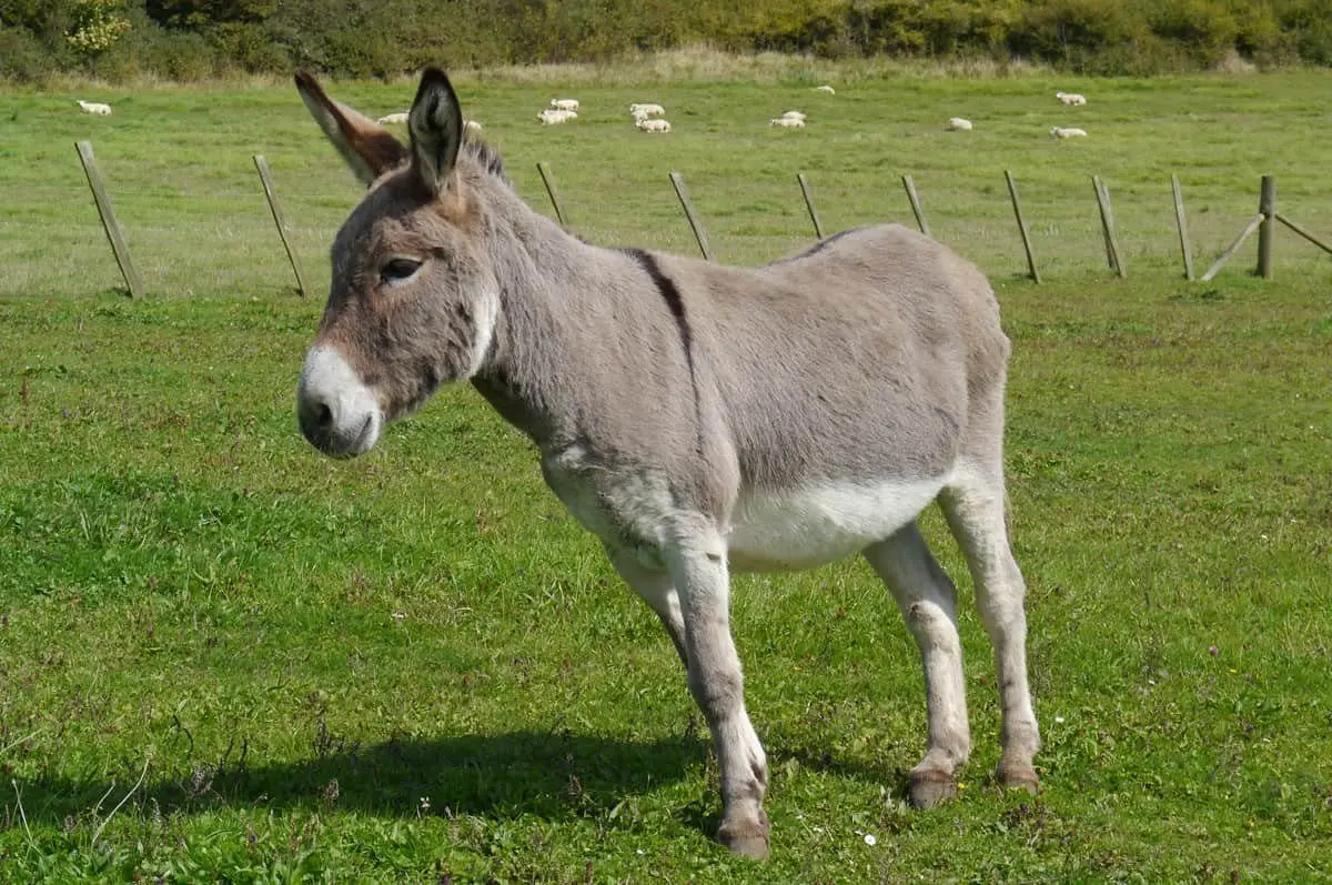 Little Farthingloe Farm photo 1
