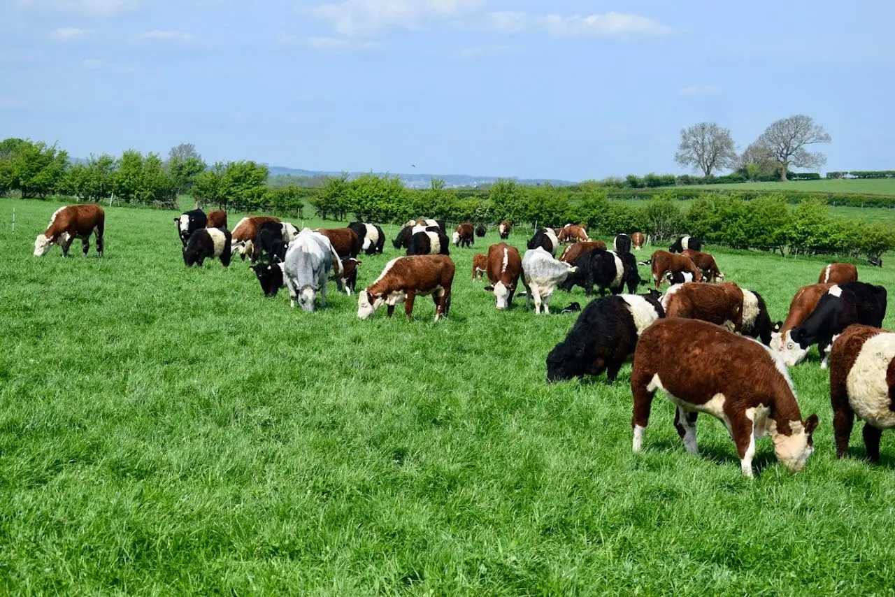 TMC Butchers (Tunstall Meat Company) main photo