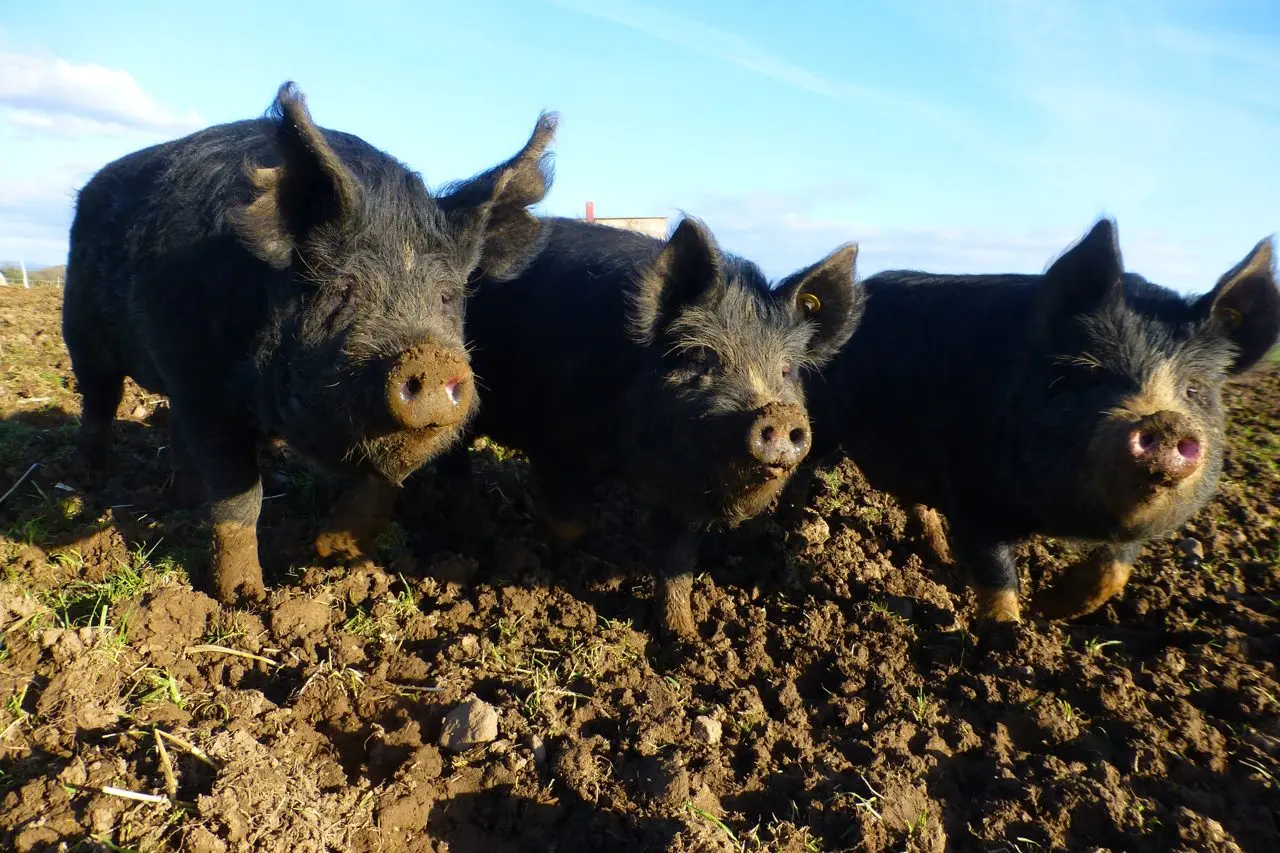 TMC Butchers (Tunstall Meat Company) photo 3