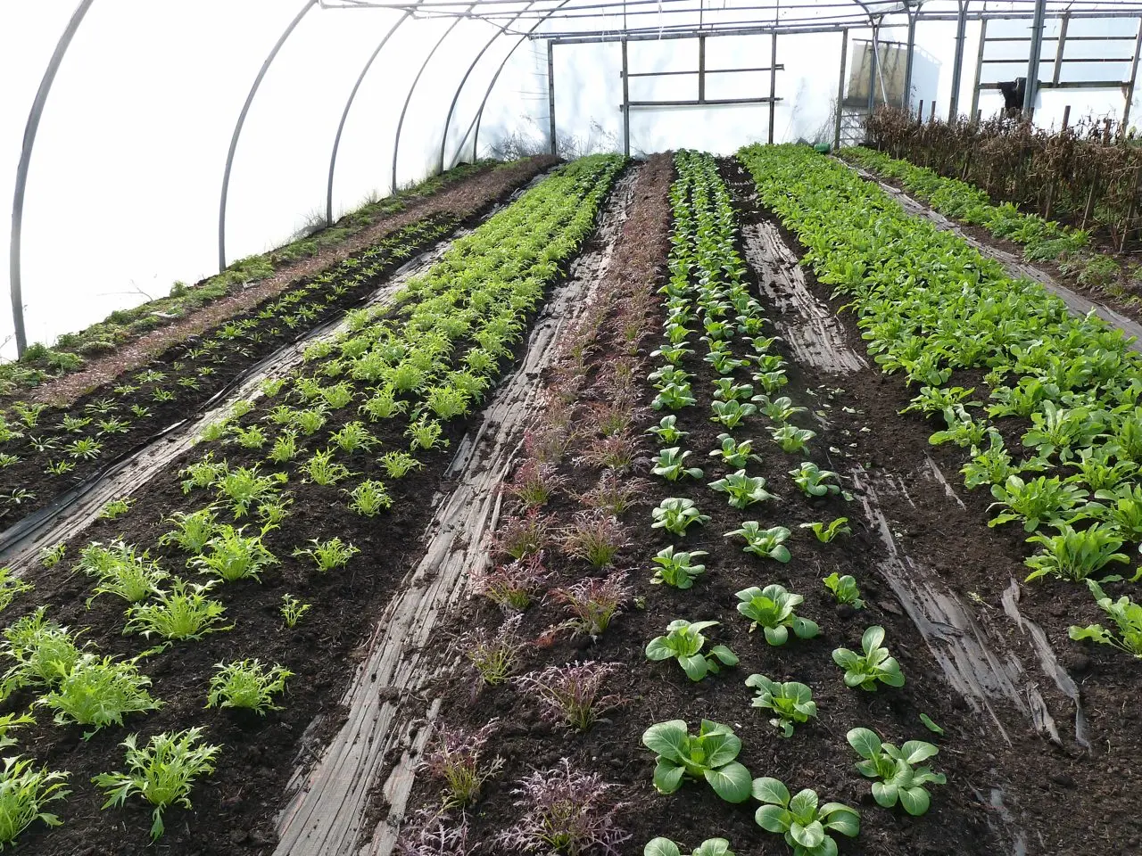 Gold Hill Organic Farm Shop main photo
