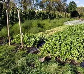 Gold Hill Organic Farm Shop photo 2