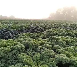 Gold Hill Organic Farm Shop photo 4