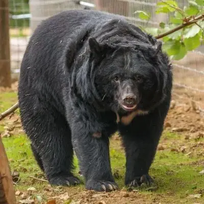 Jimmy's Farm & Wildlife Park photo 1