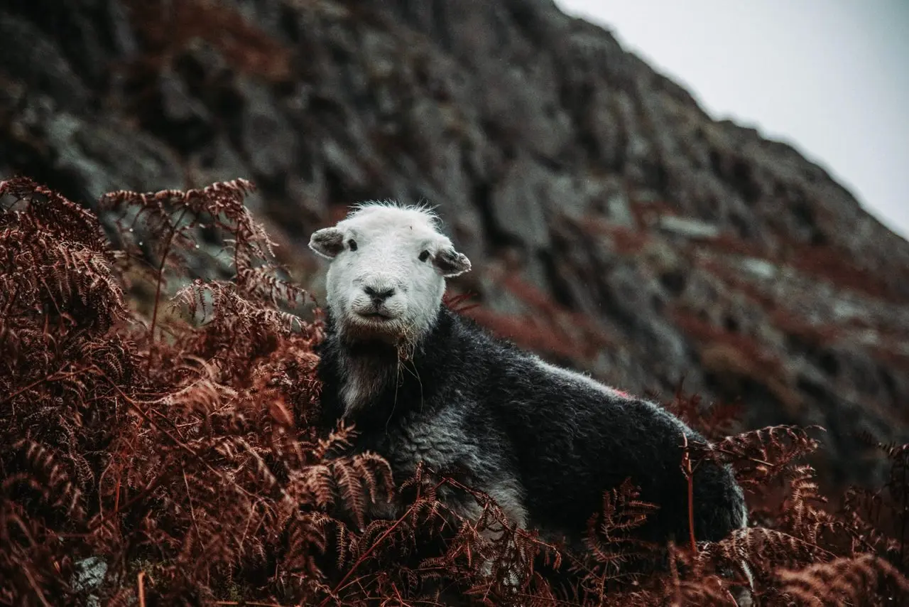 Roast Mutton Cumbrian Farm Shop main photo