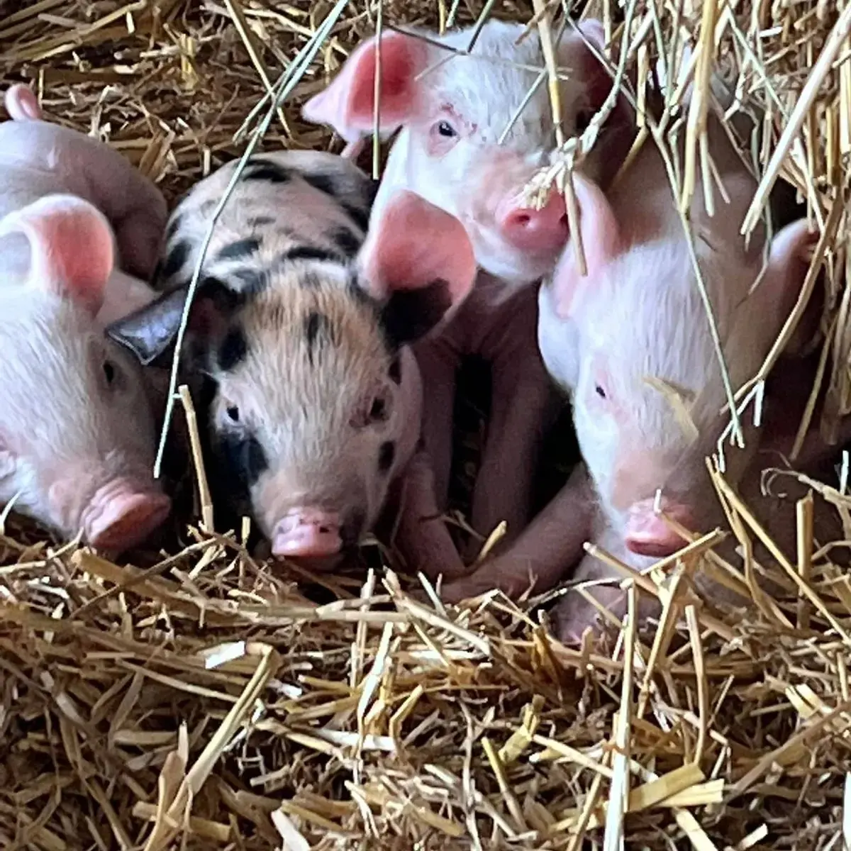 Holmes Farm photo 1