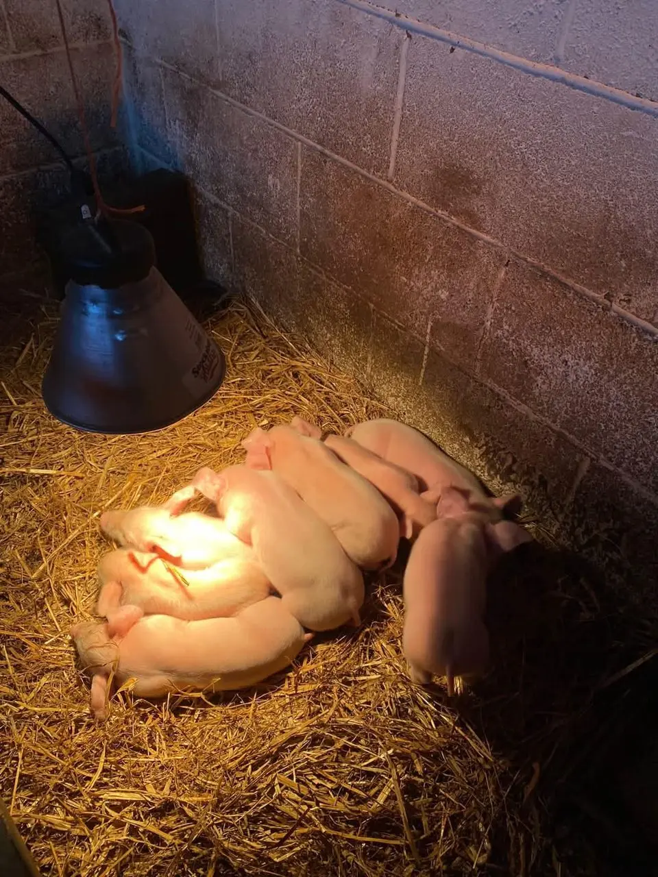Wythenshawe Community Farm & Shop photo 2