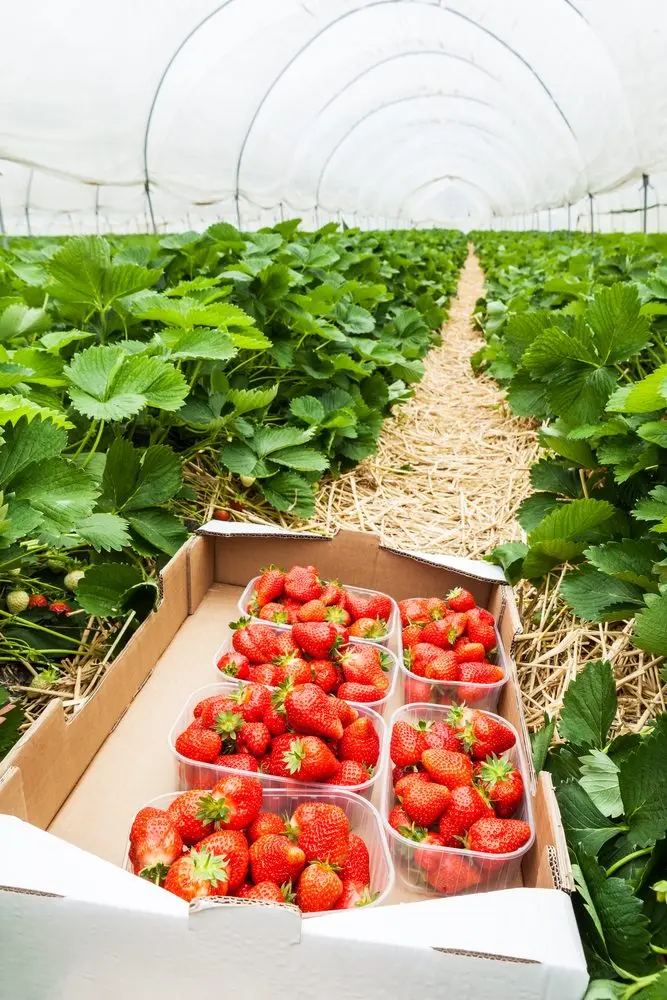 The Strawberry Shop photo 3
