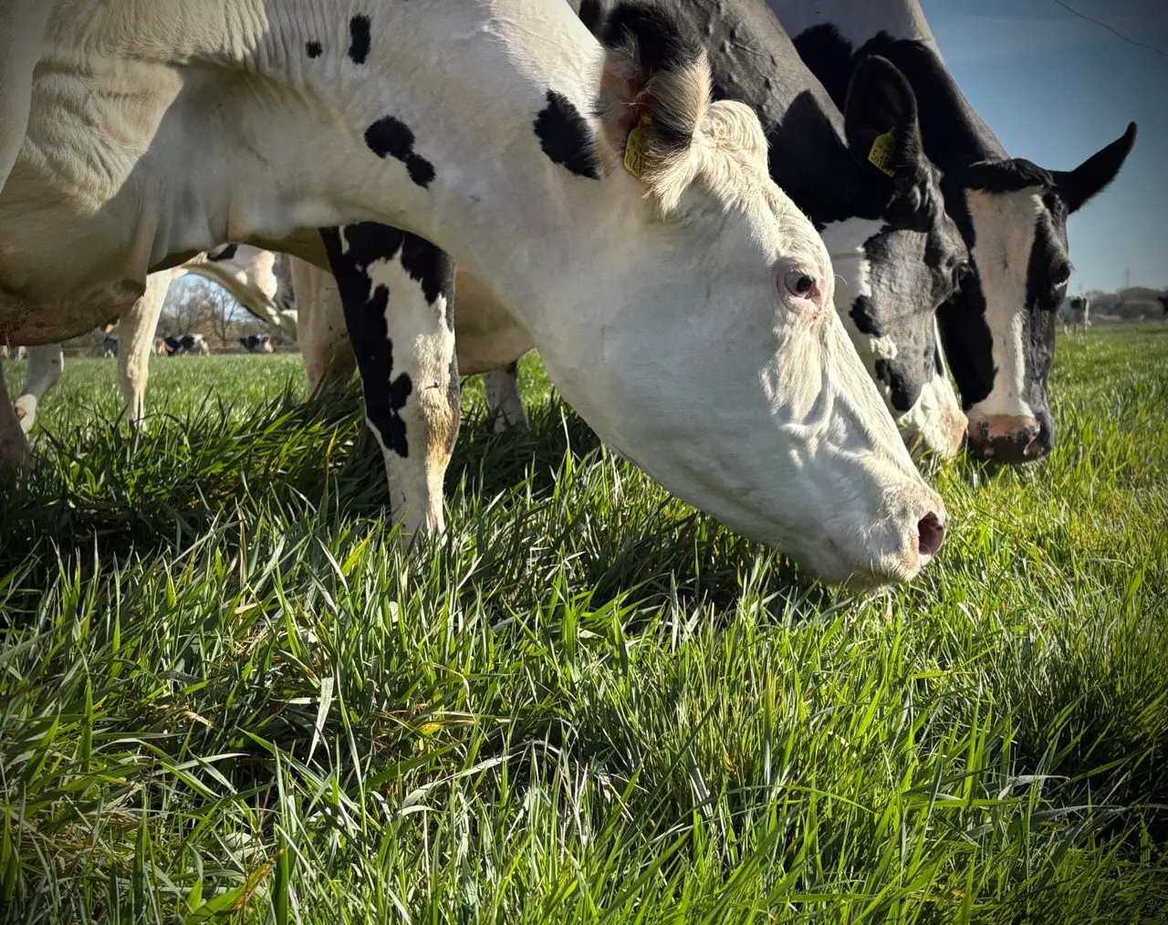Bradfields Farm Dairy photo 1