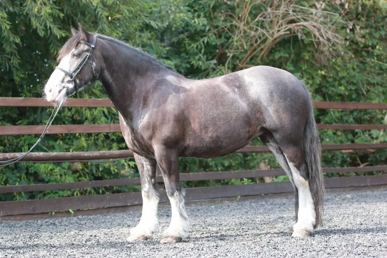 Deen City Farm and Riding School main photo