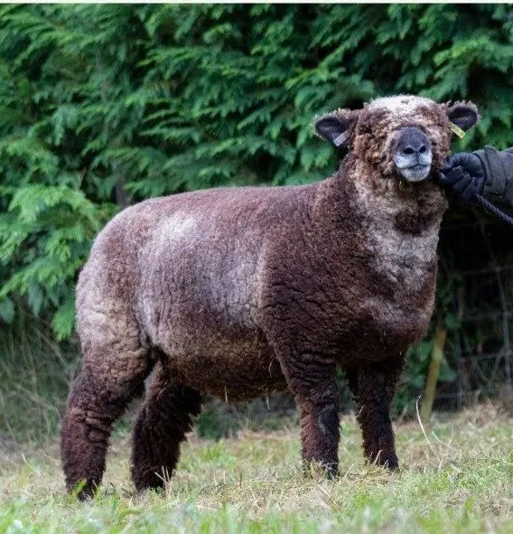 Ryecroft Rare Breeds photo 2