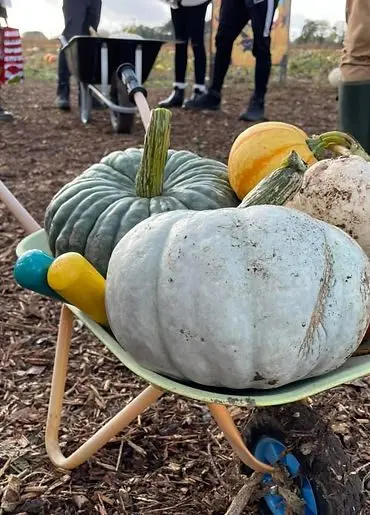 Beech House Farm Pumpkins photo 3