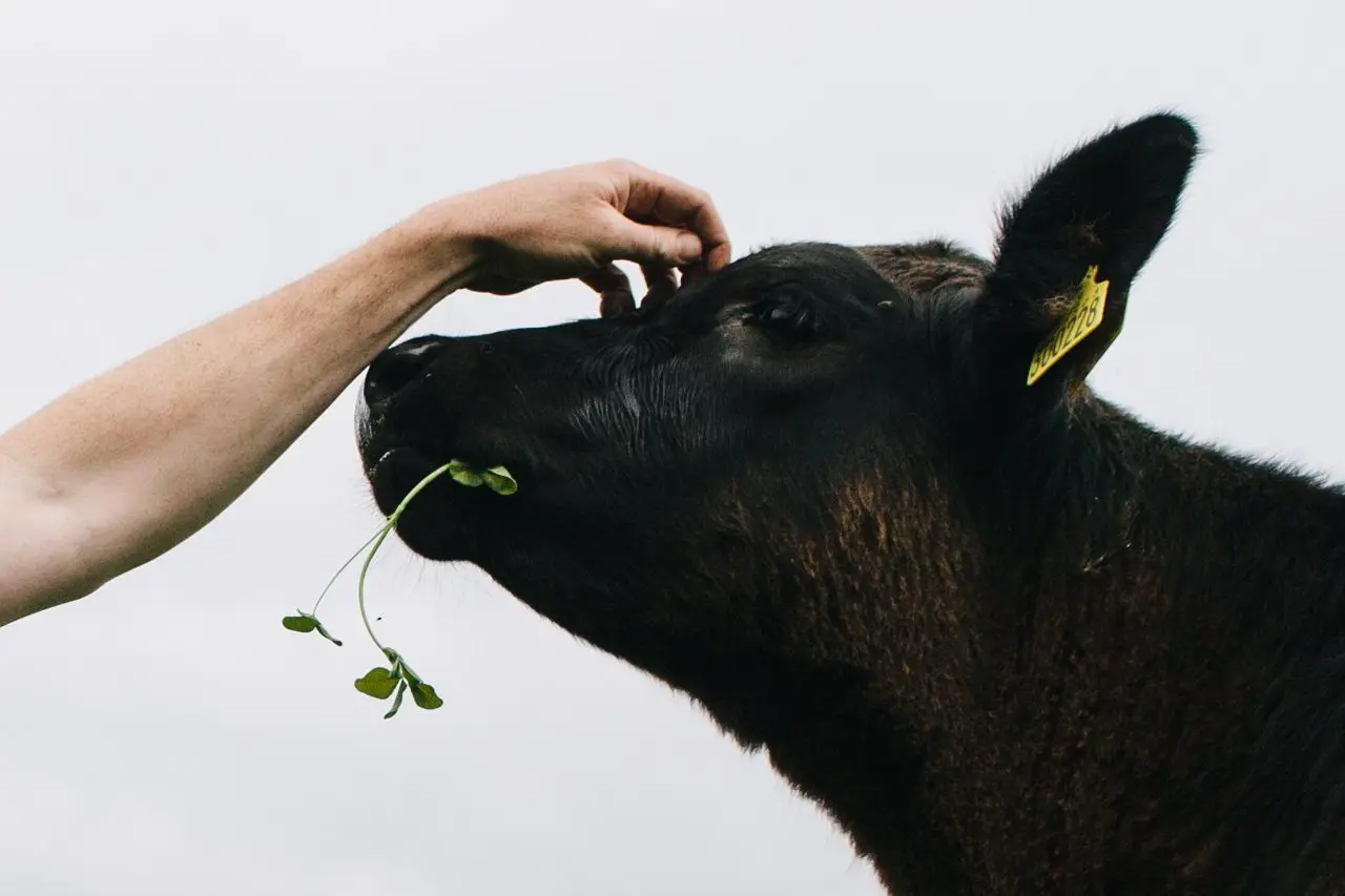Wild & Rooted Farming photo 1