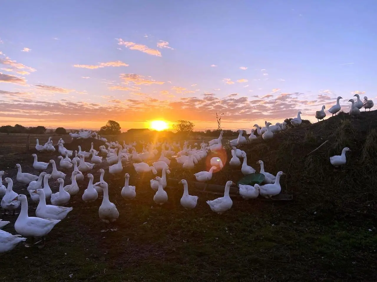 Franklins Farm