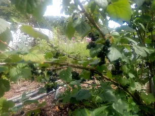 Greenbroom Farm photo 2
