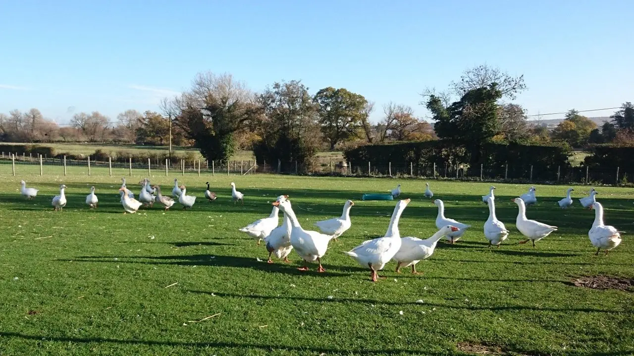 Mallards Farm photo 1