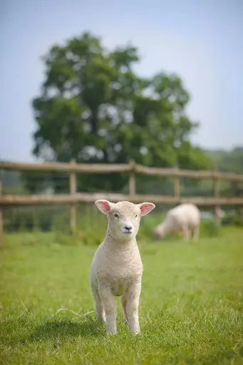 Bull Green Farm main photo