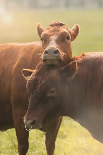 Bull Green Farm photo 1
