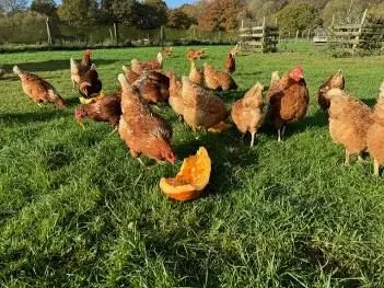 Holtwood Community Farm photo 2