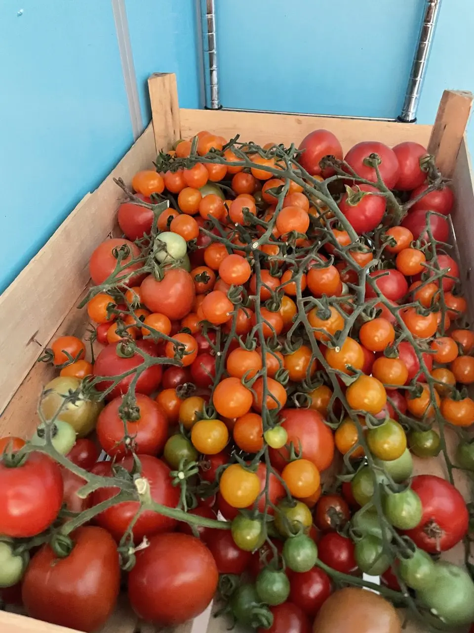 Lenham Farm Shop (OG Plants / Online Garden Plants) photo 3
