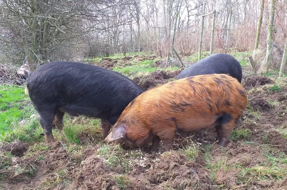Pluckley Farm Shop photo 2