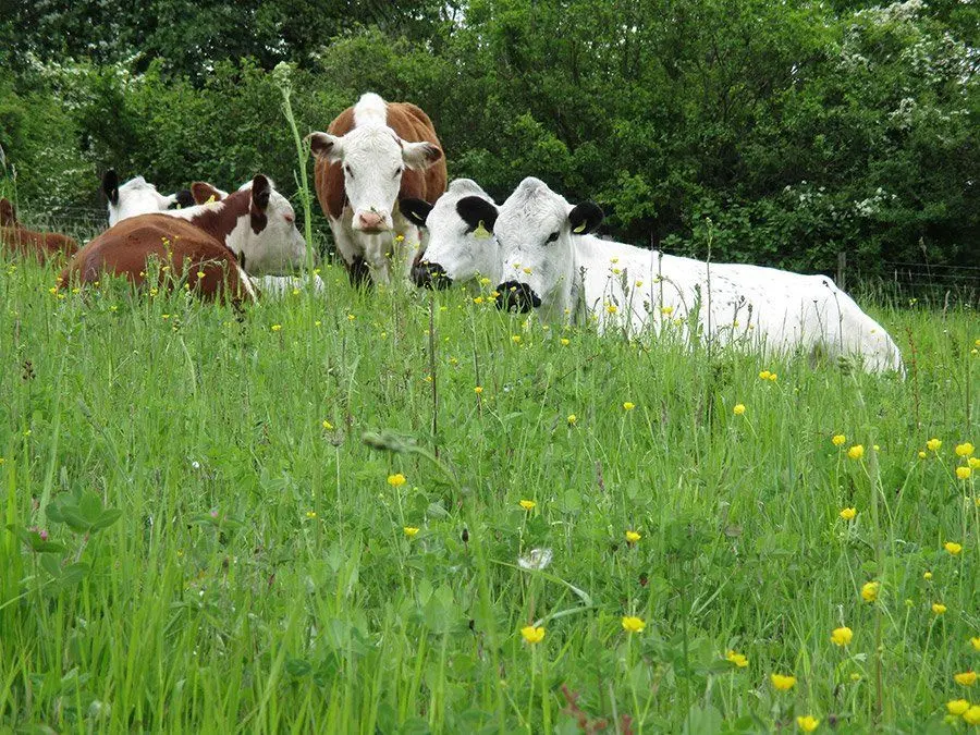 Court Farm Butchery & Country Larder