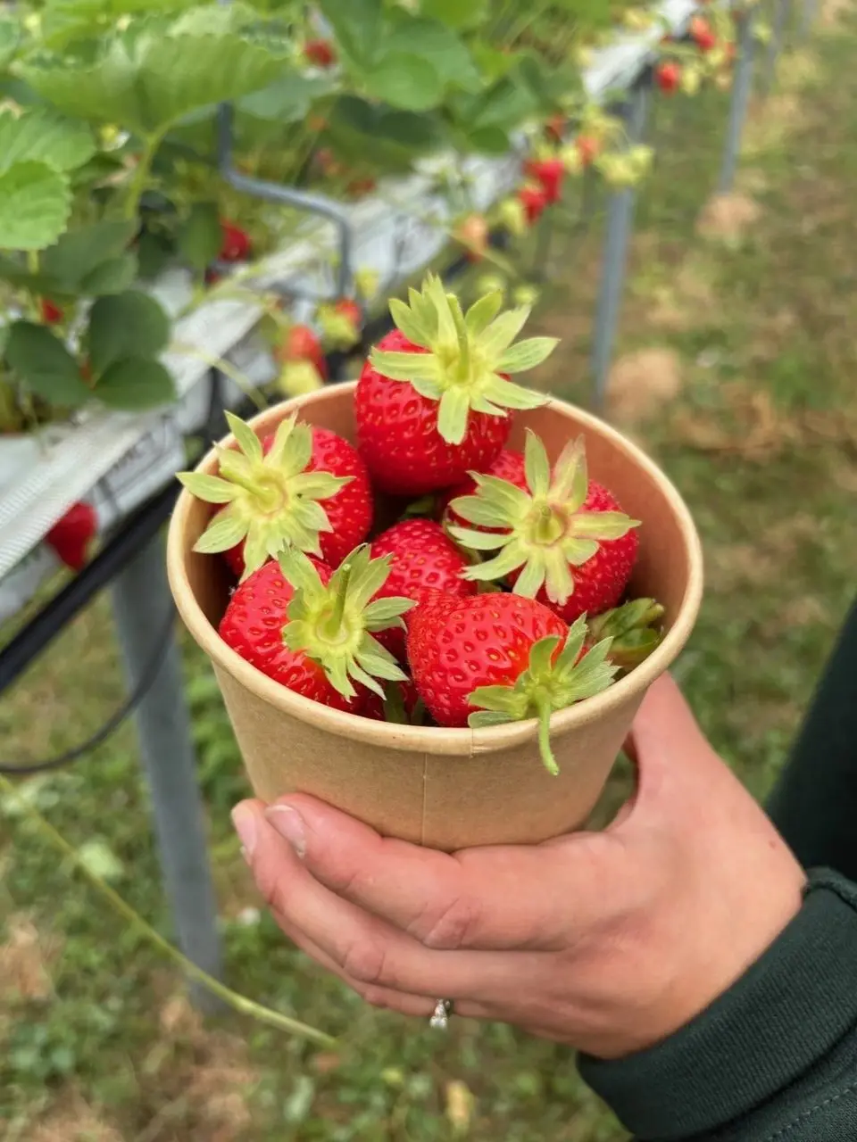 Felderland Farm PYO photo 1