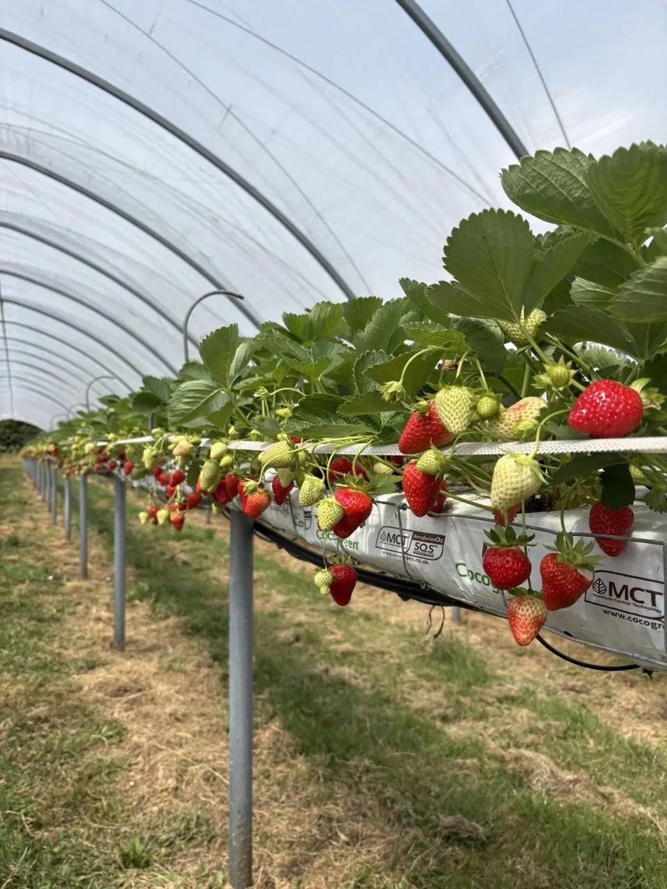 Felderland Farm PYO photo 2