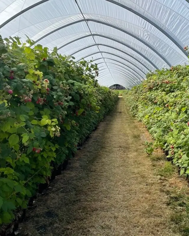 Felderland Farm PYO photo 4