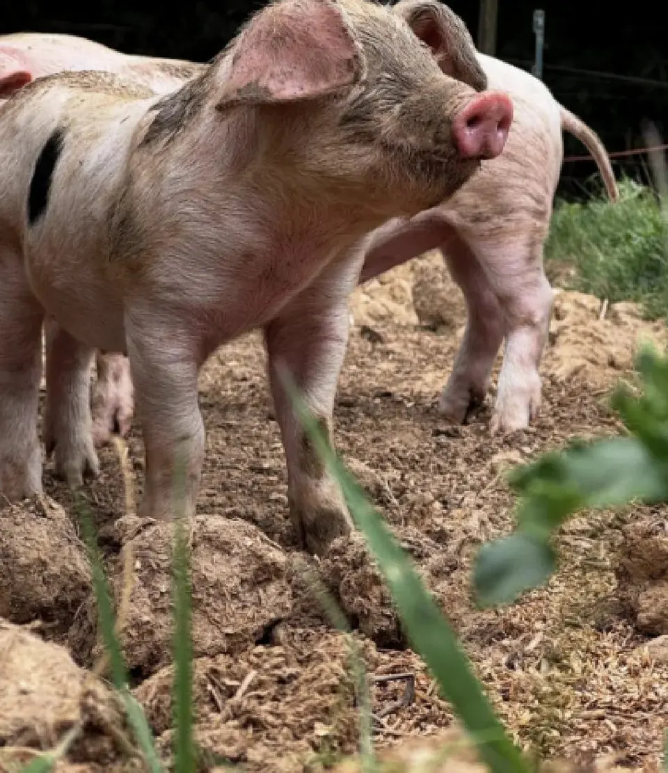 Street Croft Farm photo 4