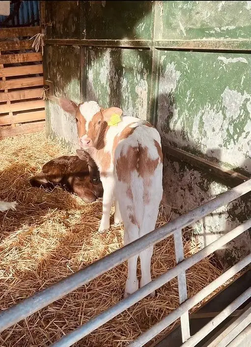 Berkeley Farm Dairy photo 1