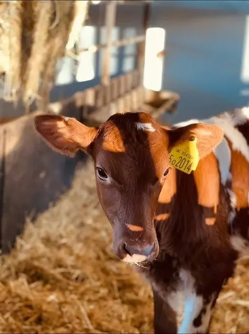 Berkeley Farm Dairy photo 2