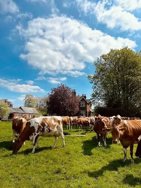 Berkeley Farm Dairy photo 3