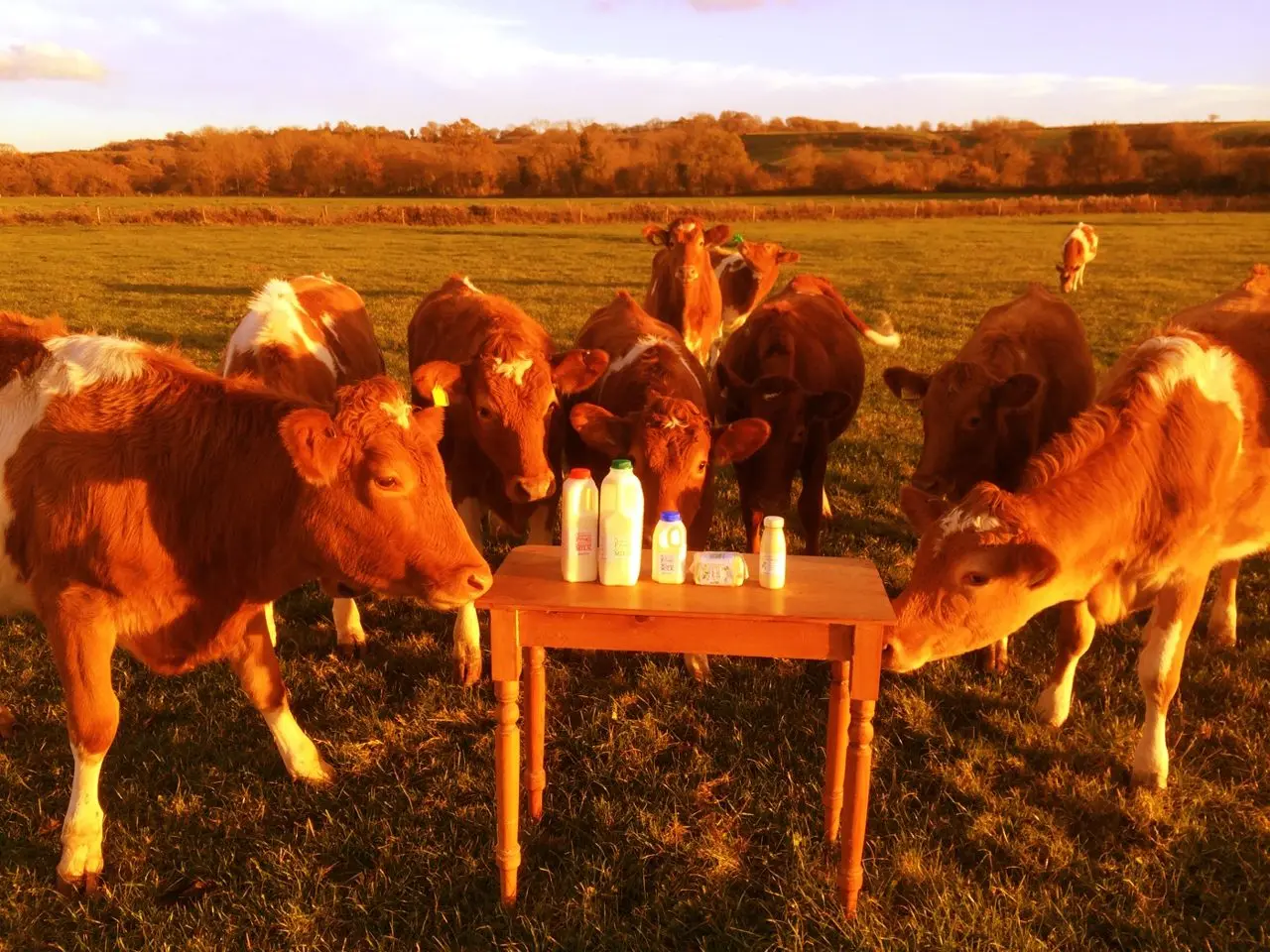 Berkeley Farm Dairy photo 4