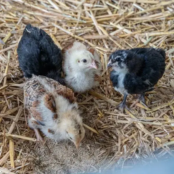 The Green Barn Farm photo 1