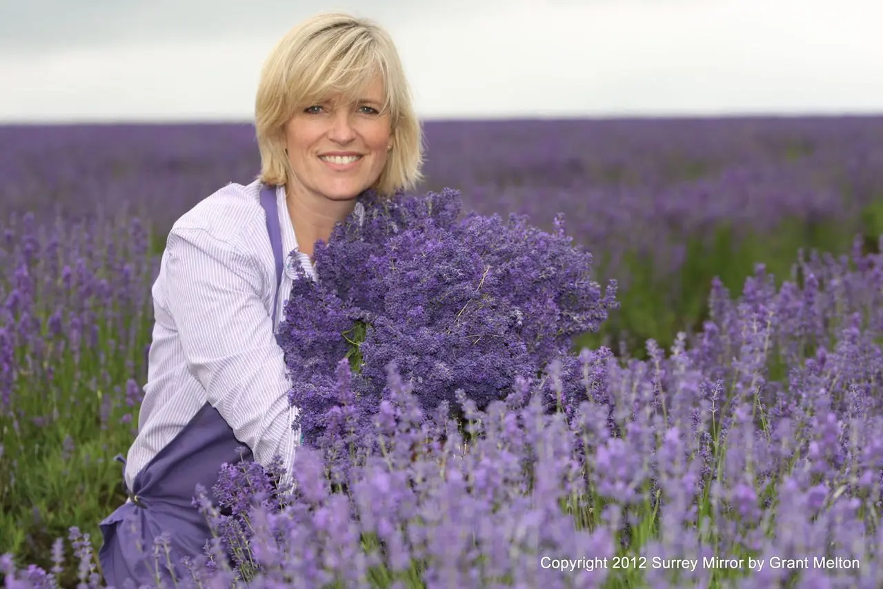 Mayfield Lavender – Glasshouse Café, Gift & Plant Shop and Secret Lavender Garden (Epsom) main photo