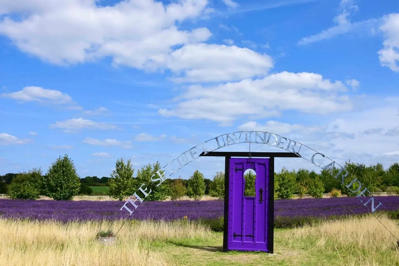 Mayfield Lavender – Glasshouse Café, Gift & Plant Shop and Secret Lavender Garden (Epsom) photo 1