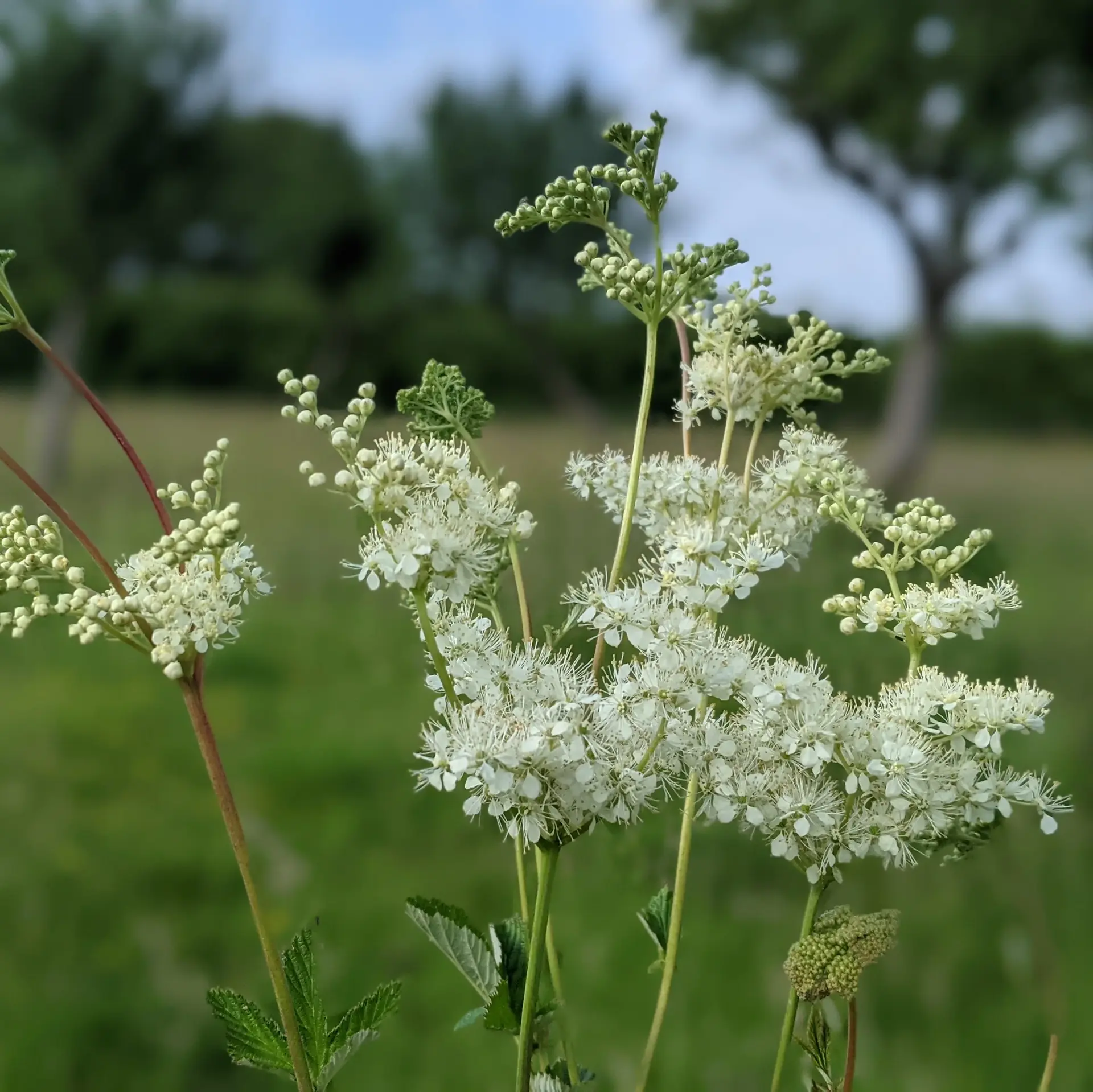 Meadowsweet Farming Co photo 4
