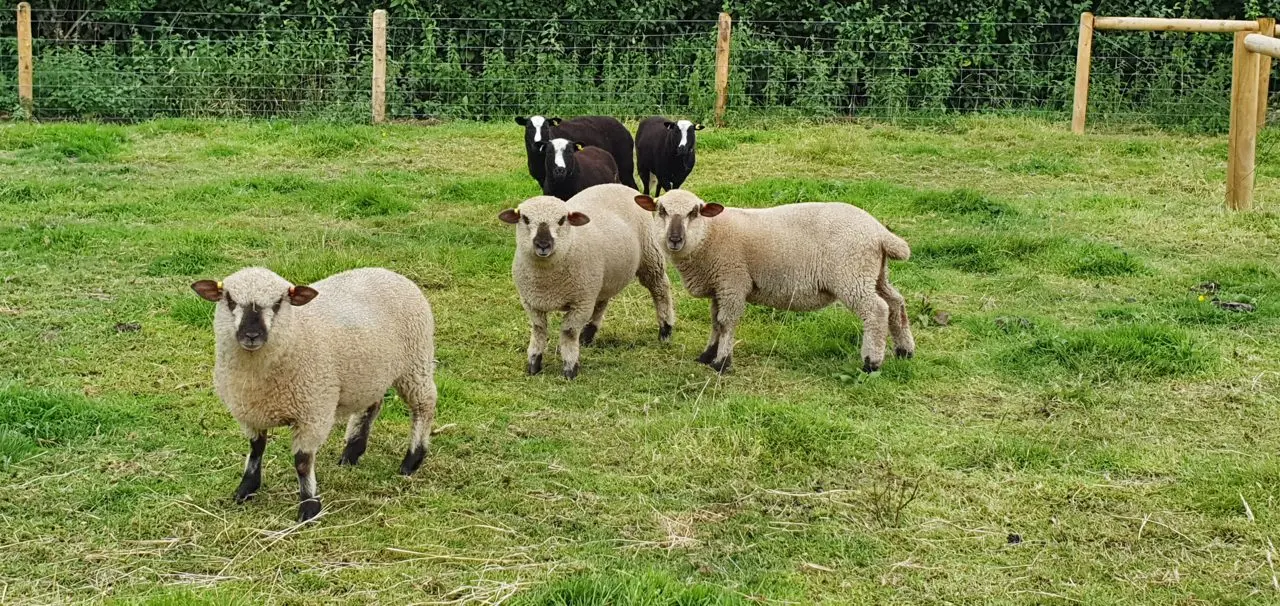Redwood Rare Breeds photo 1