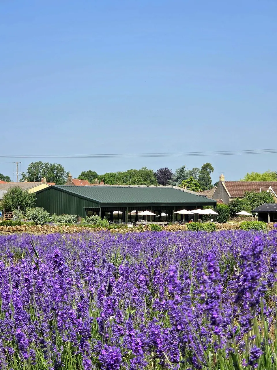 Somerset Lavender photo 3