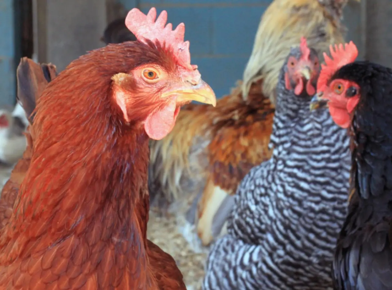 Windmill Hill City Farm photo 4