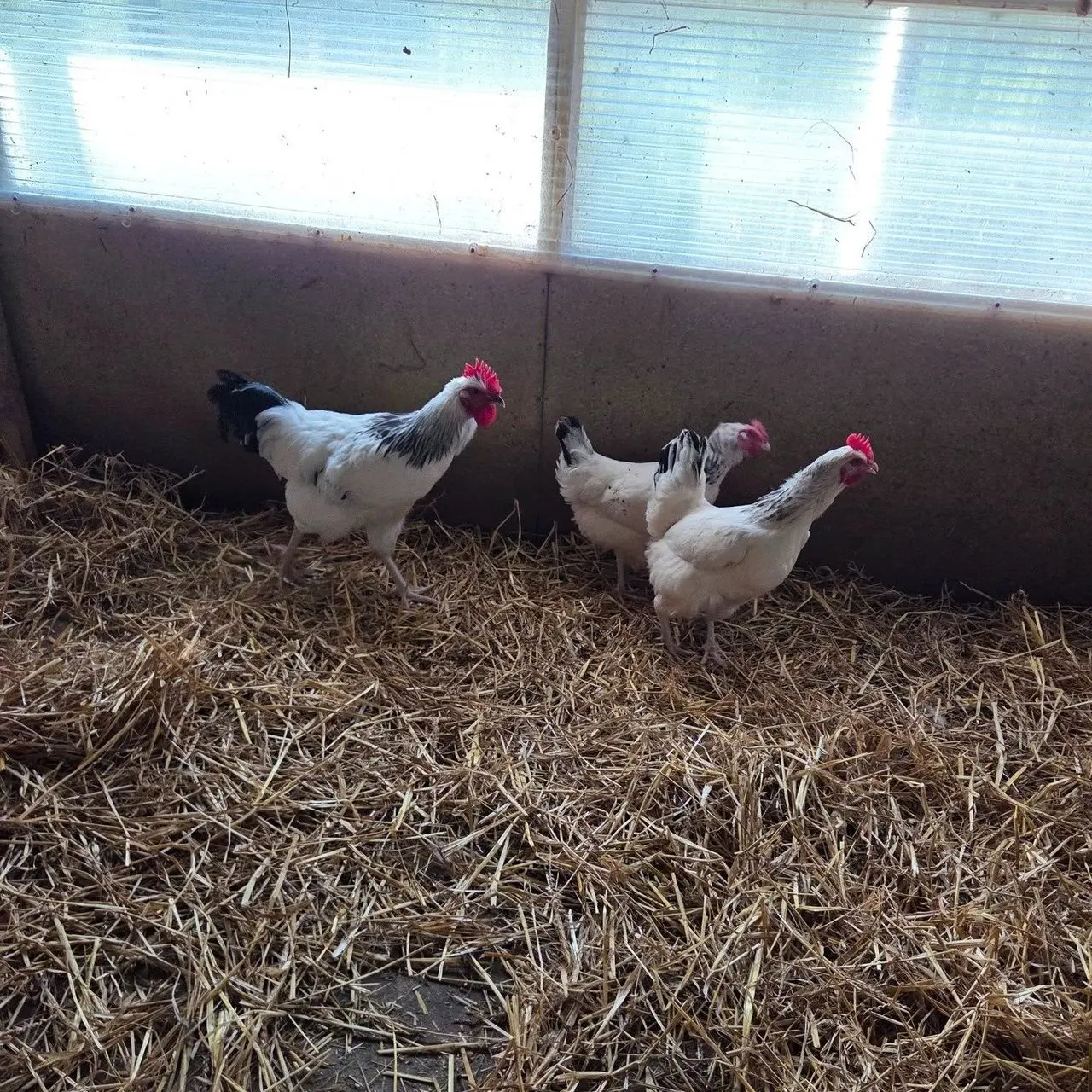Little Clayhill Farm photo 1